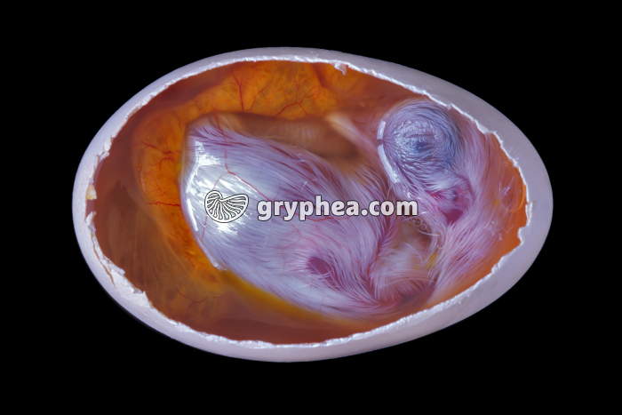Oeuf de Poule incubé de 18 jours - gryphea.org